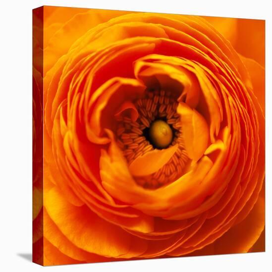 Hearts of Flowers I-Howard Ruby-Premier Image Canvas