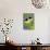 Heartsease (Viola Tricolor)-Bob Gibbons-Premier Image Canvas displayed on a wall