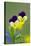 Heartsease (Viola Tricolor)-Bob Gibbons-Premier Image Canvas