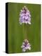 Heath Spotted Orchid (Dactylorhiza Maculata), Grasspoint, Mull, Inner Hebrides, Scotland-Steve & Ann Toon-Premier Image Canvas