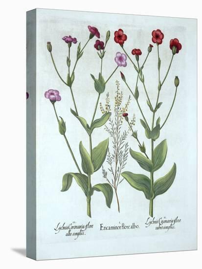 Heather and Two Kinds of Lychnis, from 'Hortus Eystettensis', by Basil Besler (1561-1629), Pub. 161-German School-Premier Image Canvas