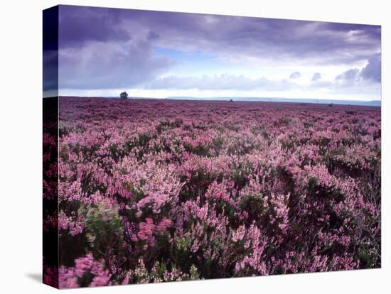 Heather on Moor N Yorkshire England-null-Premier Image Canvas