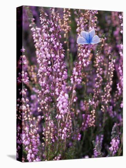 Heather with Butterfly, England-John Warburton-lee-Premier Image Canvas