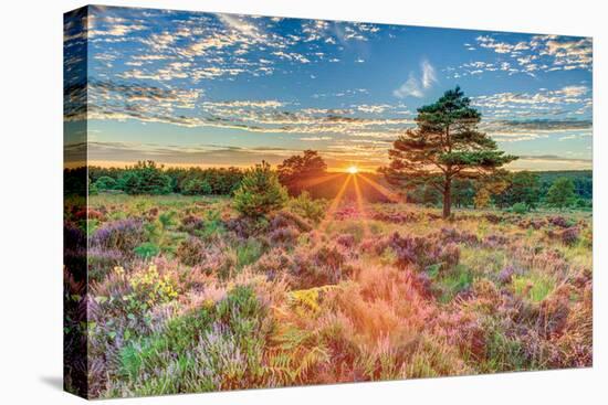 Heathland Sunset-Assaf Frank-Stretched Canvas