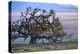 Heavenly Magical Oak and Mist Petaluma Northern California-Vincent James-Premier Image Canvas