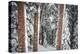 Heavy Snow Clings To The Trees Of The Forest In Vail Colorado-Jay Goodrich-Premier Image Canvas