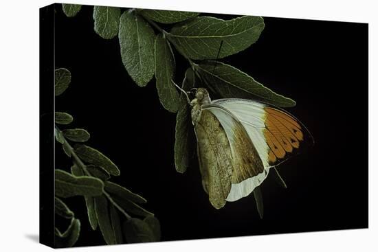 Hebomoia Glaucippe (Great Orange Tip)-Paul Starosta-Premier Image Canvas