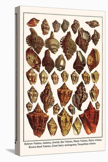 Hebrew Volutes, Judaica, Jewish, Bat Volutes, Music Volutes, Hairy Tritons, etc.-Albertus Seba-Stretched Canvas