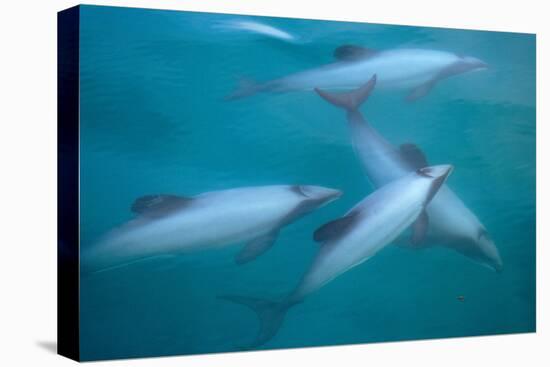 Hector's dolphin (Cephalorhynchus hectori) thru' the surface. Akaroa, New Zealand.-Tom Walmsley-Premier Image Canvas