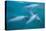 Hector's dolphin (Cephalorhynchus hectori) thru' the surface. Akaroa, New Zealand.-Tom Walmsley-Premier Image Canvas