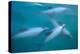 Hector's dolphin (Cephalorhynchus hectori) thru' the surface. Akaroa, New Zealand.-Tom Walmsley-Premier Image Canvas