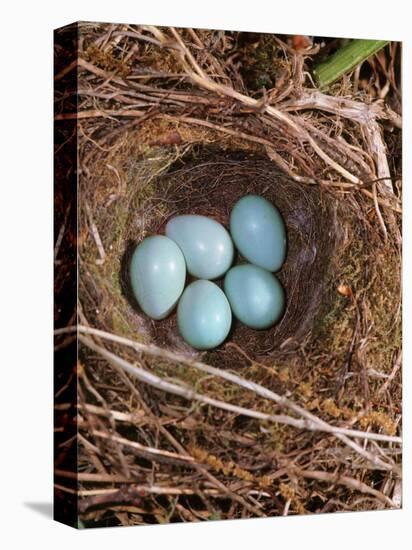 Hedge Sparrow / Dunnock, Nest with Five Eggs, UK-Jane Burton-Premier Image Canvas