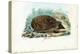 Hedgehog, 1863-79-Raimundo Petraroja-Premier Image Canvas