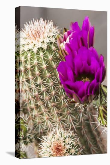 Hedgehog Cactus, Arizona-Sonora Desert Museum, Tucson, Arizona, USA-Jamie & Judy Wild-Premier Image Canvas