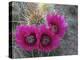 Hedgehog Cactus in Bloom, Saguaro National Park, Arizona, Usa-John Barger-Premier Image Canvas