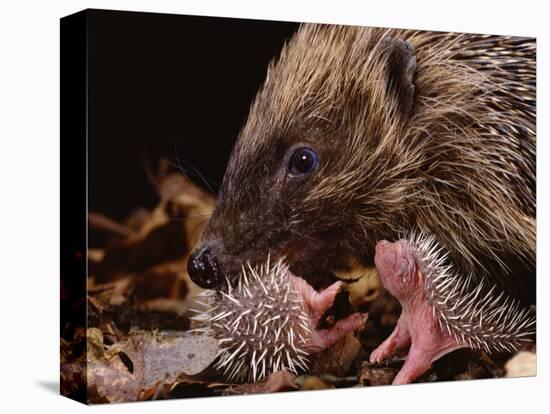 Hedgehog Carrying Newborn to New Nest (Erinaceus Europaeus), UK-Jane Burton-Premier Image Canvas