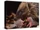 Hedgehog Carrying Newborn to New Nest (Erinaceus Europaeus), UK-Jane Burton-Premier Image Canvas