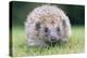 Hedgehog Close-Up from Front-null-Premier Image Canvas