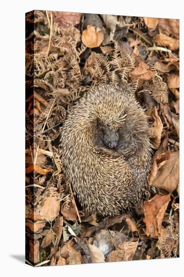 Hedgehog curled up sleeping in autumn leaves, UK-Ann & Steve Toon-Premier Image Canvas