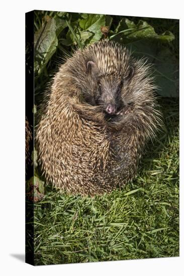 Hedgehog (Erinaceinae), Devon, England, United Kingdom-Janette Hill-Premier Image Canvas