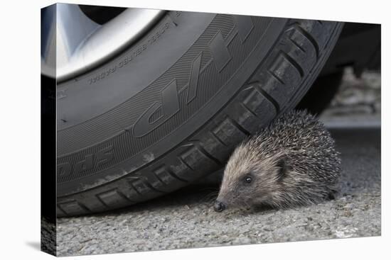 Hedgehog (Erinaceus Europaeus, at Risk by Car Wheel, Controlled Conditions, Captive, England, March-Ann & Steve Toon-Premier Image Canvas