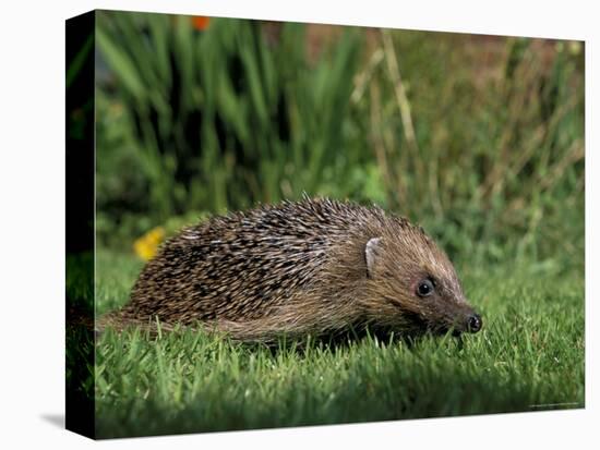 Hedgehog (Erinaceus Europaeus) in Suburban Garden, United Kingdom-Steve & Ann Toon-Premier Image Canvas