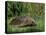 Hedgehog (Erinaceus Europaeus) in Suburban Garden, United Kingdom-Steve & Ann Toon-Premier Image Canvas