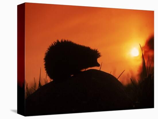 Hedgehog (Erinaceus Europaeus) Silhouette at Sunset, Poland, Europe-Artur Tabor-Premier Image Canvas