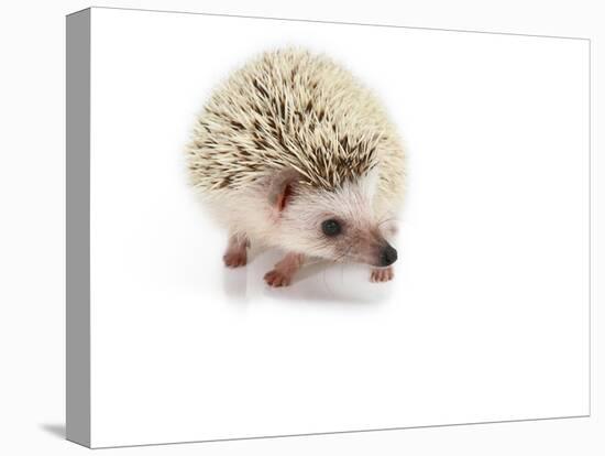 Hedgehog Isolated-Pongphan Ruengchai-Premier Image Canvas