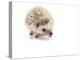 Hedgehog Isolated-Pongphan Ruengchai-Premier Image Canvas