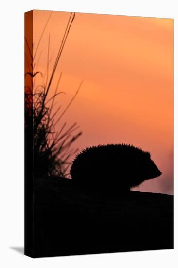 Hedgehog silhouetted at dusk, Scotland-Laurie Campbell-Premier Image Canvas