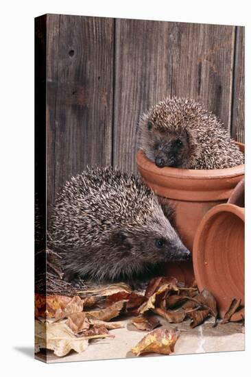 Hedgehogs in and Near Flowerpots-null-Premier Image Canvas