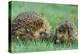 Hedgehogs Mother and Young in Grass-null-Premier Image Canvas