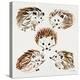 Hedgehogs-Cat Coquillette-Stretched Canvas