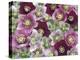 Heleborus Flower Pattern, Sammamish, Washington, USA-Darrell Gulin-Premier Image Canvas