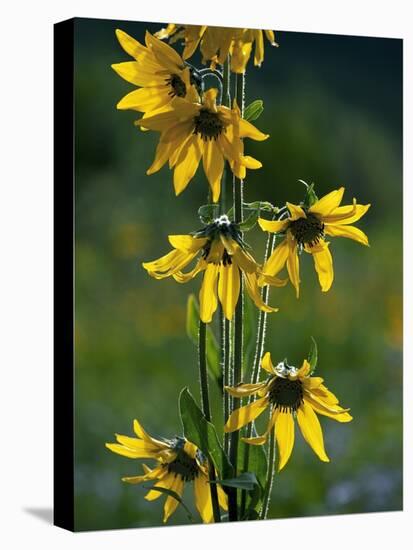 Helianthella Quinquenervis-Bob Gibbons-Premier Image Canvas