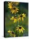 Helianthella Quinquenervis-Bob Gibbons-Premier Image Canvas