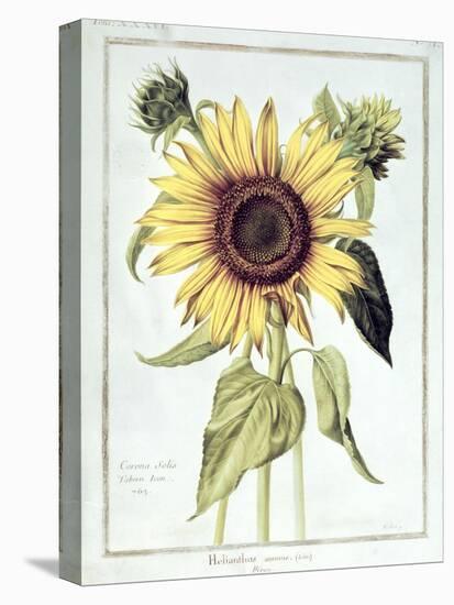 Helianthus Annuus-Nicolas Robert-Premier Image Canvas