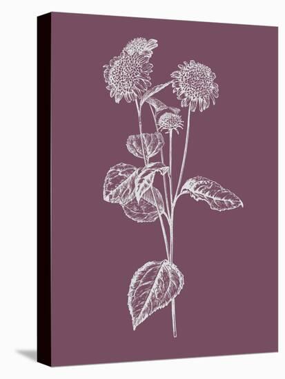 Helianthus Purple Flower-Jasmine Woods-Stretched Canvas