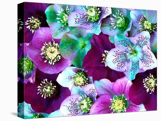 Heliborus Pattern of Winter Blooming Flower, Sammamish, Washington, USA-Darrell Gulin-Premier Image Canvas