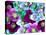 Heliborus Pattern of Winter Blooming Flower, Sammamish, Washington, USA-Darrell Gulin-Premier Image Canvas