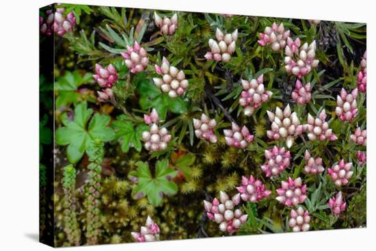 Helichrysum meyeri-johannis. Bale Mountains National Park. Ethiopia.-Roger De La Harpe-Premier Image Canvas