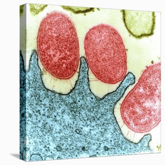 Helicobacter Pylori Bacteria, TEM-Science Photo Library-Premier Image Canvas