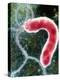 Helicobacter Pylori Bacterium-NIBSC-Premier Image Canvas