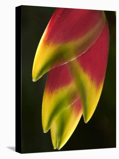 Heliconia at Foster Botanical Garden, Honolulu, Hawaii, USA-Bruce Behnke-Premier Image Canvas