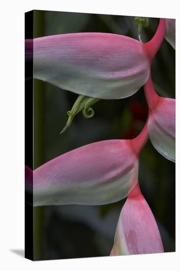 Heliconia , close up, Costa Rica-Tim Fitzharris-Stretched Canvas