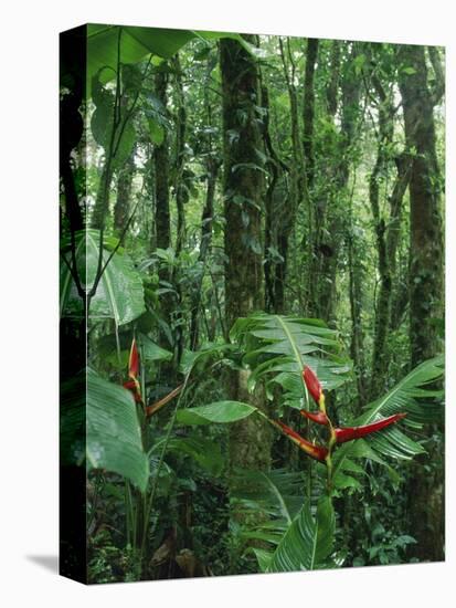 Heliconia flower, Costa Rica-Frans Lemmens-Premier Image Canvas