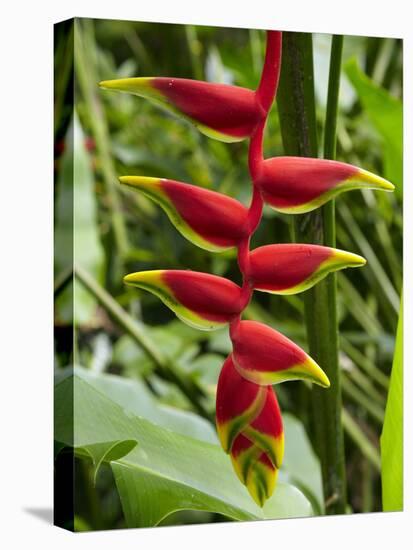 Heliconia Flower, Kula Eco Park, Coral Coast, Viti Levu, Fiji, South Pacific-David Wall-Premier Image Canvas