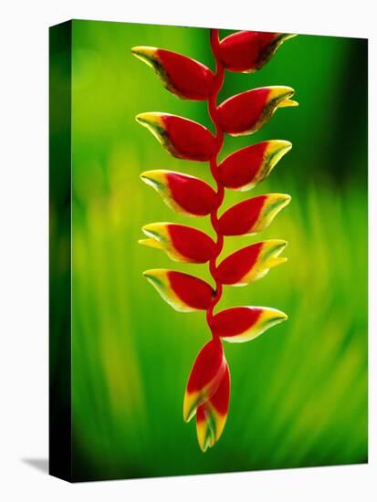 Heliconia Flower, Nadi, Fiji-Peter Hendrie-Premier Image Canvas