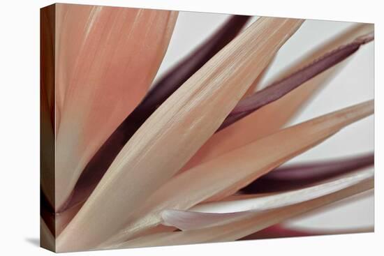 Heliconia Harmony-Assaf Frank-Stretched Canvas